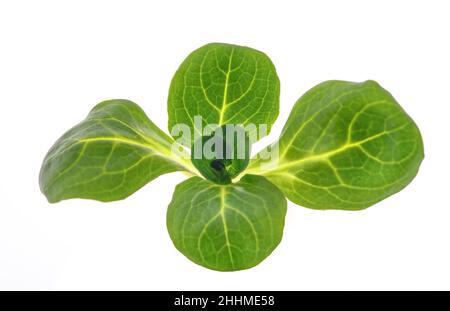 Maissalat isoliert auf weißem Hintergrund Stockfoto