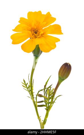 Gelbe Tagetes blühen isolierten auf weißen Hintergrund Stockfoto