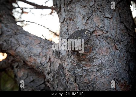 Baumrindenstruktur. Ein Zweig aus einem Schnittbaum. Stockfoto