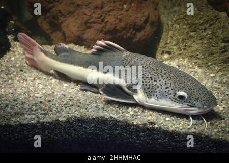 Phractocephalus hemioliopterus - grauer, gepunkteter rotschwanzwels Stockfoto