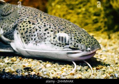 Phractocephalus hemioliopterus - grauer, gepunkteter rotschwanzwels Stockfoto