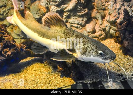 Phractocephalus hemioliopterus - grauer, gepunkteter rotschwanzwels Stockfoto