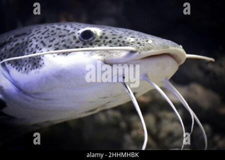 Phractocephalus hemioliopterus - grauer, gepunkteter rotschwanzwels Stockfoto