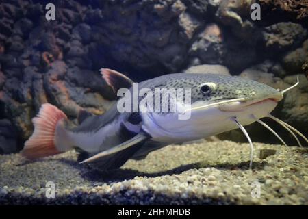 Phractocephalus hemioliopterus - grauer, gepunkteter rotschwanzwels Stockfoto