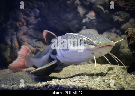 Phractocephalus hemioliopterus - grauer, gepunkteter rotschwanzwels Stockfoto