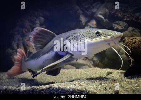 Phractocephalus hemioliopterus - grauer, gepunkteter rotschwanzwels Stockfoto