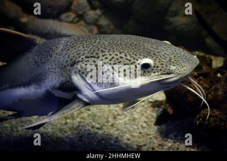 Phractocephalus hemioliopterus - grauer, gepunkteter rotschwanzwels Stockfoto