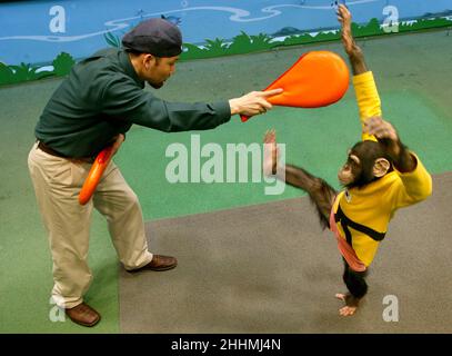 RUDY, EIN JUNGER SCHIMPANSEN, DER EINE UNGEWÖHNLICHE FÄHIGKEIT GEZEIGT HAT, KOREANISCHES KARATE (TAEKWONDO) VON SEINEM FREUND UND TORWART LEE JAEMAN ZU LERNEN. LEE BEMERKTE, DASS RUDY IHN BEOBACHTETE, ALS ER SEIN KARATE VOR SEINEM GEHEGE IM SAMSUNG EVERLAND SAFARI PARK IN KOREA PRAKTIZIERTE. SEITDEM HAT RUDY TÄGLICH VERSCHIEDENE TRITTE UND BEWEGUNGEN UND SPARS MIT LEE GELERNT.BILD ZEIGT RUDY BEIM VORFÜHREN DES NAEREO CHAGI MOVE. BILDER : GARYROBERTSPHOTOGRAPHY.COM Stockfoto