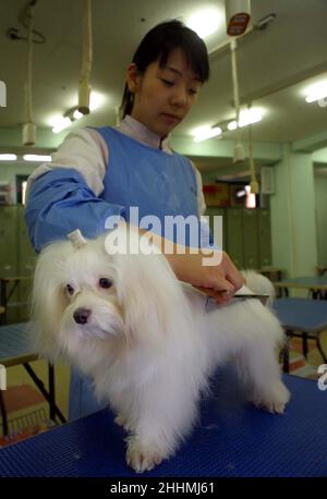 Frau auf der Schürze grooms ein langhaariger weißer Hund mit Pinsel in Samsung Dog Center. Korea. Bild Gary Roberts Stockfoto