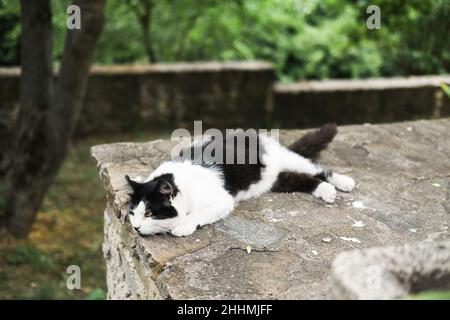 Schwarz-weiße Smokingkatze liegt auf der Straße zwischen Pflanzen und Bäumen. Stockfoto