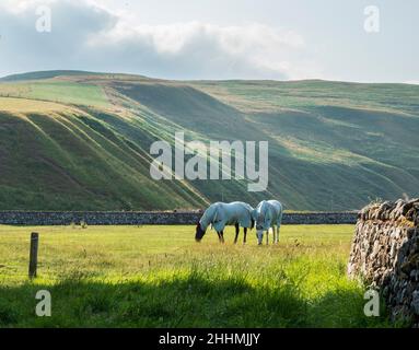 Weiße Pferde auf einem Feld in Clennel, Coquetdale, Northumberland im Sommer Stockfoto