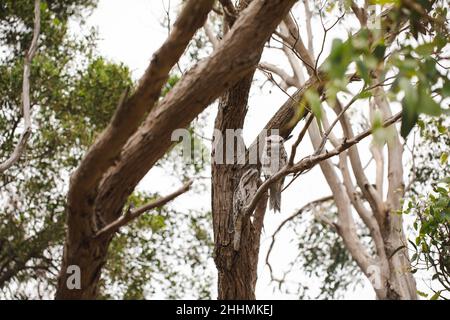 Nahaufnahme der kandeligen Froschmäuler, Podargus strigoides. Stockfoto