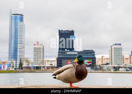 Eine Ente posiert für einen Fotografen am Ufer des Flusses Svisloch in Minsk, Weißrussland. Im Hintergrund befindet sich das DoubleTree by Hilton Hotelgebäude Stockfoto