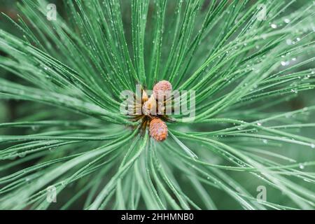 Nahaufnahme eines Fichtenzweiges mit kleinen Zapfen darauf. Natur nach dem Regen mit Tröpfchen. Stockfoto