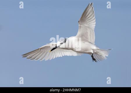 Sandwich Tern (Thalasseus sandvicensis), Einzelperson im Flug, Kampanien, Italien Stockfoto