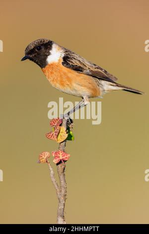 Europäischer Stonechat (Saxicola rubicola), Seitenansicht eines erwachsenen Mannes, der auf einem Zweig thront, Kampanien, Italien Stockfoto