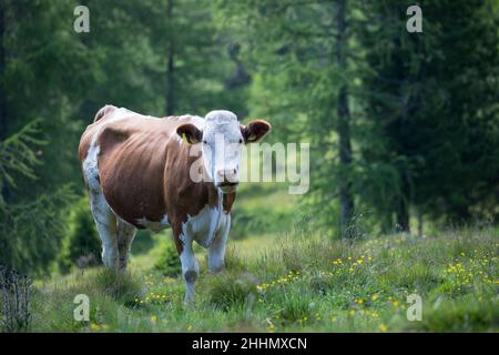 Kuh, Rind auf der Alm, Almwiese, Bergwald, Alpen, Beweidung, Weidewirtschaft, Almwirtschaft, Alm, Alm, Kärn Stockfoto