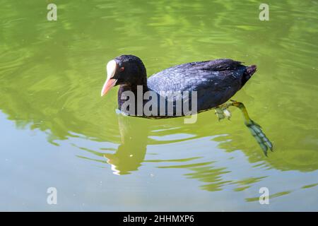 Eurasischer Ruß (Fulica atra), Erwachsene schwimmen. Stockfoto