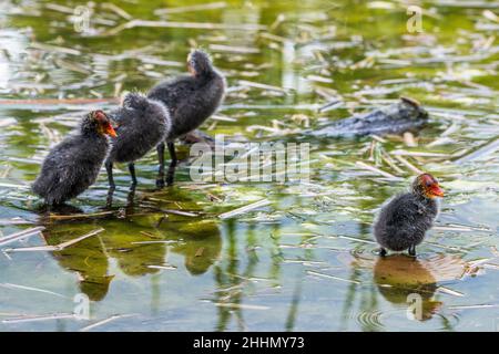 Eurasischer Ruß (Fulica atra), Gruppe von Jungen. Stockfoto