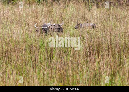 Wasserbüffel (Bubalus bubalis) stehen in langem Gras im Kaziranga-Nationalpark, Assam, Nordostindien Stockfoto