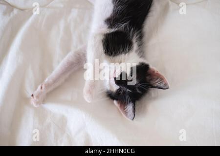 Niedliches schwarz-weißes Kätzchen liegt auf einer weißen, gemütlichen Decke Stockfoto
