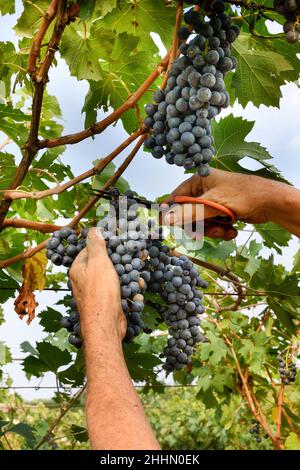 Ernte anonymen Landwirt mit scharfen Scheren Schneiden reifen schwarzen Trauben Büschel wächst auf Ästen im Weinberg während der Erntezeit Stockfoto