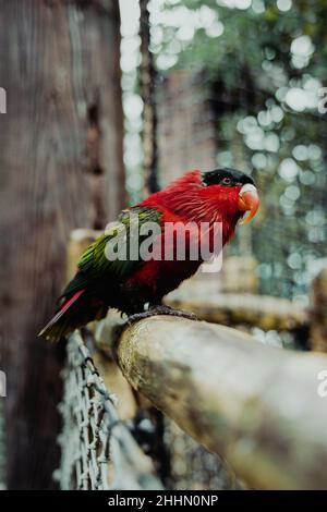 Farbenfroher Vogel mit rundem Schnabel Stockfoto