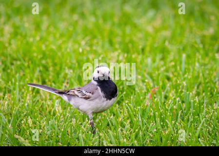 Niedlicher Vogel, weiße Bachstelze, Motacilla alba, der im Frühjahr auf einem grünen Rasen steht. Die weiße Bachstelze ist ein kleiner Singvögel aus der Familie Motacillidae. Stockfoto