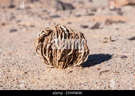 Anastatica hierochuntica wahre Rose von der biblischen Wiederaufrichtpflanze in ihrem trockenen ruhenden Zustand im Krater Makhesh Ramon in Israel Stockfoto