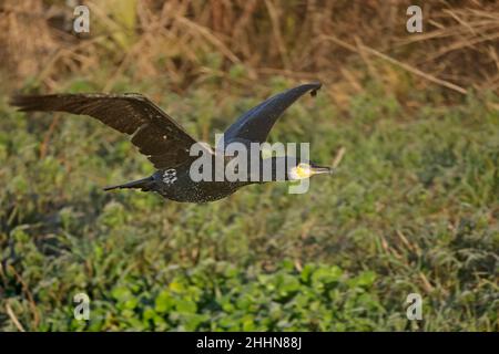 Ein Kormoran im Flug auf den Somerset-Ebenen Stockfoto