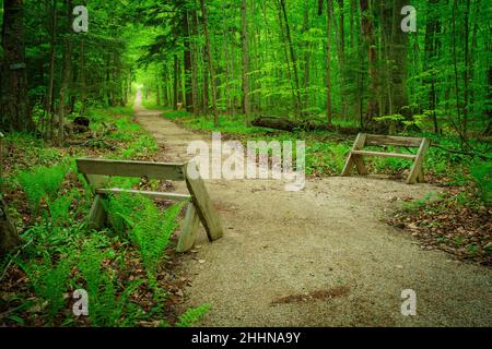 Ich fotografierte diesen Wanderweg in einem örtlichen Naturschutzgebiet in der Nähe meines Hauses im ländlichen Door County Wisconsin Stockfoto