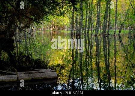 Ich fotografierte diese frühlingshafte Szene von meinem Kajak aus im Sumpfgebiet auf unserem Grundstück im ländlichen DoorCounty Wisconsin. Stockfoto