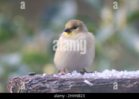 Unreifer/weiblicher amerikanischer Goldfinch (Spinus tristis), der an einem verschneiten Tag auf einem Hinterhof-Geländer thront. Stockfoto