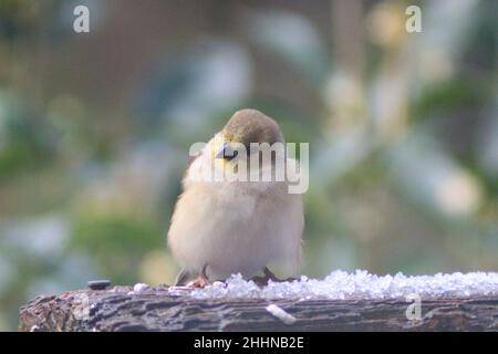 Unreifer/weiblicher amerikanischer Goldfinch (Spinus tristis), der an einem verschneiten Tag auf einem Hinterhof-Geländer thront. Stockfoto