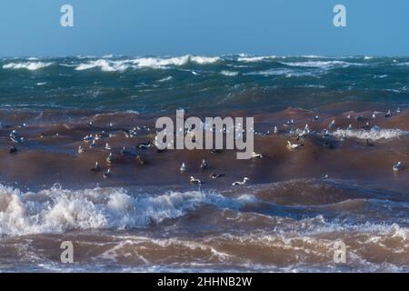 Wasservögel auf der Suche nach einem ruhigeren Ort bei stürmischen Wetterbedingungen, Nordseeinsel Helgoland, Norddeutschland, Mitteleuropa Stockfoto