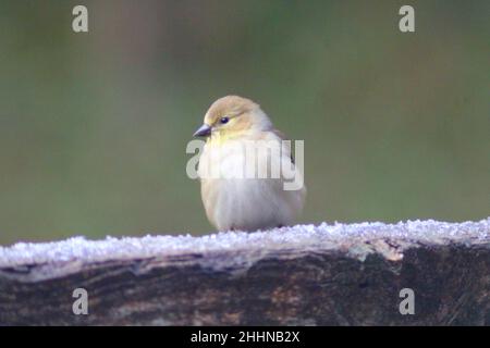 Unreifer/weiblicher amerikanischer Goldfinch (Spinus tristis), der an einem verschneiten Tag auf einem Hinterhof-Geländer thront. Stockfoto