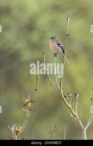 Buchfink (Fringilla coelebs) hoch oben in einem Baum Stockfoto