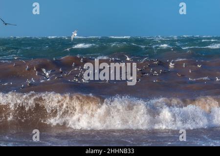 Wasservögel auf der Suche nach einem ruhigeren Ort bei stürmischen Wetterbedingungen, Nordseeinsel Helgoland, Norddeutschland, Mitteleuropa Stockfoto