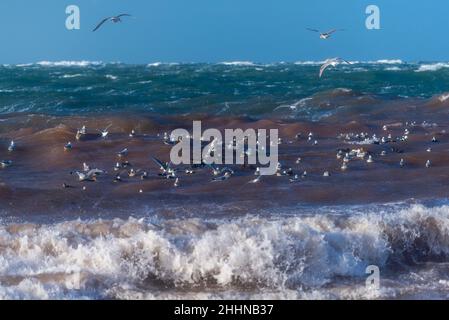 Wasservögel auf der Suche nach einem ruhigeren Ort bei stürmischen Wetterbedingungen, Nordseeinsel Helgoland, Norddeutschland, Mitteleuropa Stockfoto