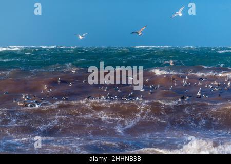 Wasservögel auf der Suche nach einem ruhigeren Ort bei stürmischen Wetterbedingungen, Nordseeinsel Helgoland, Norddeutschland, Mitteleuropa Stockfoto