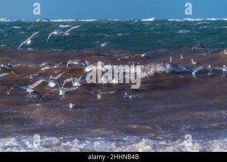 Wasservögel auf der Suche nach einem ruhigeren Ort bei stürmischen Wetterbedingungen, Nordseeinsel Helgoland, Norddeutschland, Mitteleuropa Stockfoto