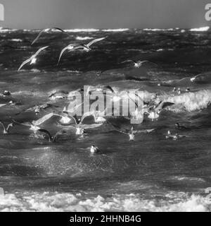 Wasservögel auf der Suche nach einem ruhigeren Ort bei stürmischen Wetterbedingungen, Nordseeinsel Helgoland, Norddeutschland, Mitteleuropa Stockfoto