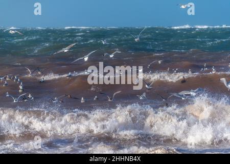 Wasservögel auf der Suche nach einem ruhigeren Ort bei stürmischen Wetterbedingungen, Nordseeinsel Helgoland, Norddeutschland, Mitteleuropa Stockfoto