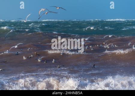 Wasservögel auf der Suche nach einem ruhigeren Ort bei stürmischen Wetterbedingungen, Nordseeinsel Helgoland, Norddeutschland, Mitteleuropa Stockfoto