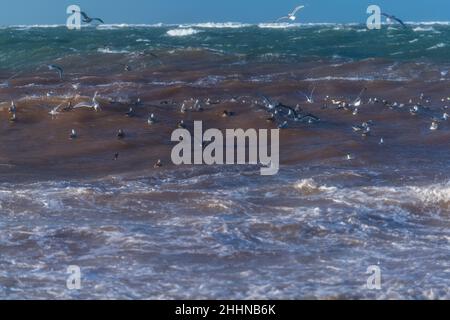 Wasservögel auf der Suche nach einem ruhigeren Ort bei stürmischen Wetterbedingungen, Nordseeinsel Helgoland, Norddeutschland, Mitteleuropa Stockfoto