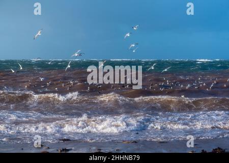 Wasservögel auf der Suche nach einem ruhigeren Ort bei stürmischen Wetterbedingungen, Nordseeinsel Helgoland, Norddeutschland, Mitteleuropa Stockfoto