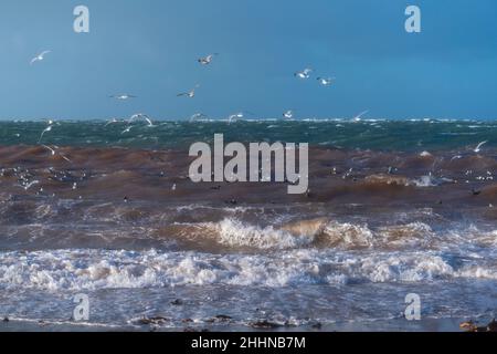 Wasservögel auf der Suche nach einem ruhigeren Ort bei stürmischen Wetterbedingungen, Nordseeinsel Helgoland, Norddeutschland, Mitteleuropa Stockfoto