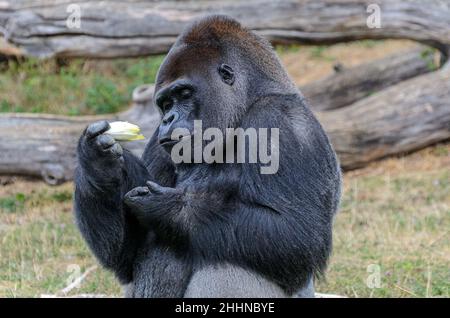 Männlicher Silberrücken-Gorilla, der beim Essen einer Banane seine Finger zählt. Im Tierpark La Vallée des Singes in der Nähe von Civray, Vienne in Frankreich Stockfoto