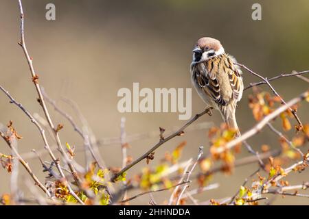 In einem Busch thronender Baumsperling (Passer montanus) Stockfoto
