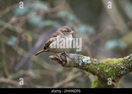 Weiblicher Haussperling (Passer Domesticus) Stockfoto